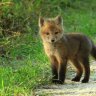 FoxFite