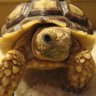 QuantumTortoises