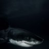Sharkyy