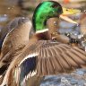MallardsEU