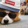 SupremeEU