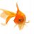 MooclansGoldfish
