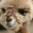 CamelLover