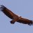 VultureOfficialClan
