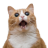 Dopty