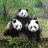 PandarosEU