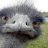 Crazy_Emu